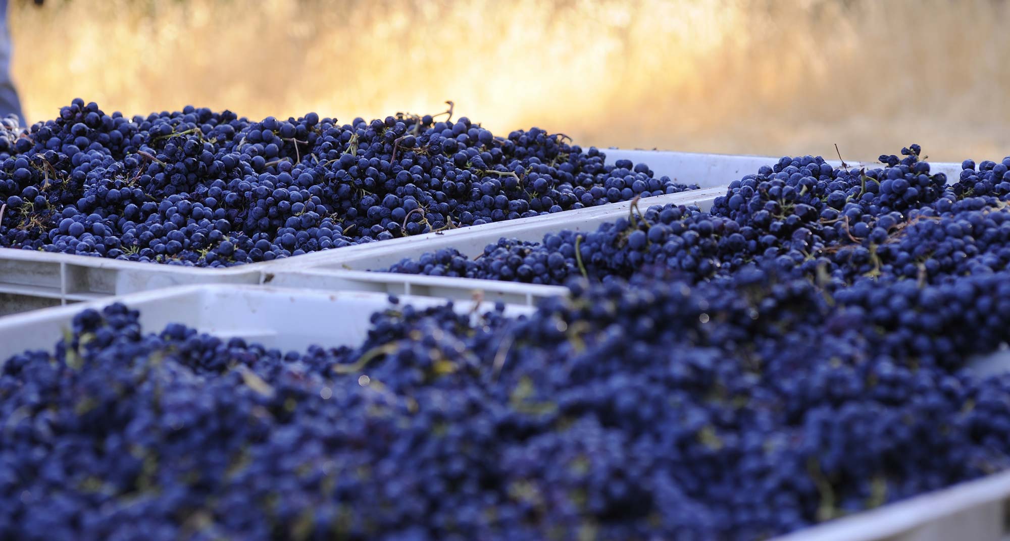 Discussion on Fermentation