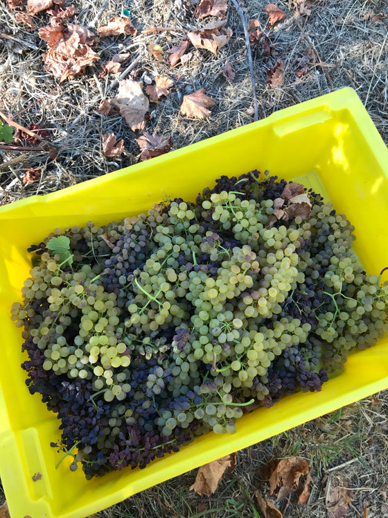 Harvest Issues and What machines Gregory James Uses to Process Grapes