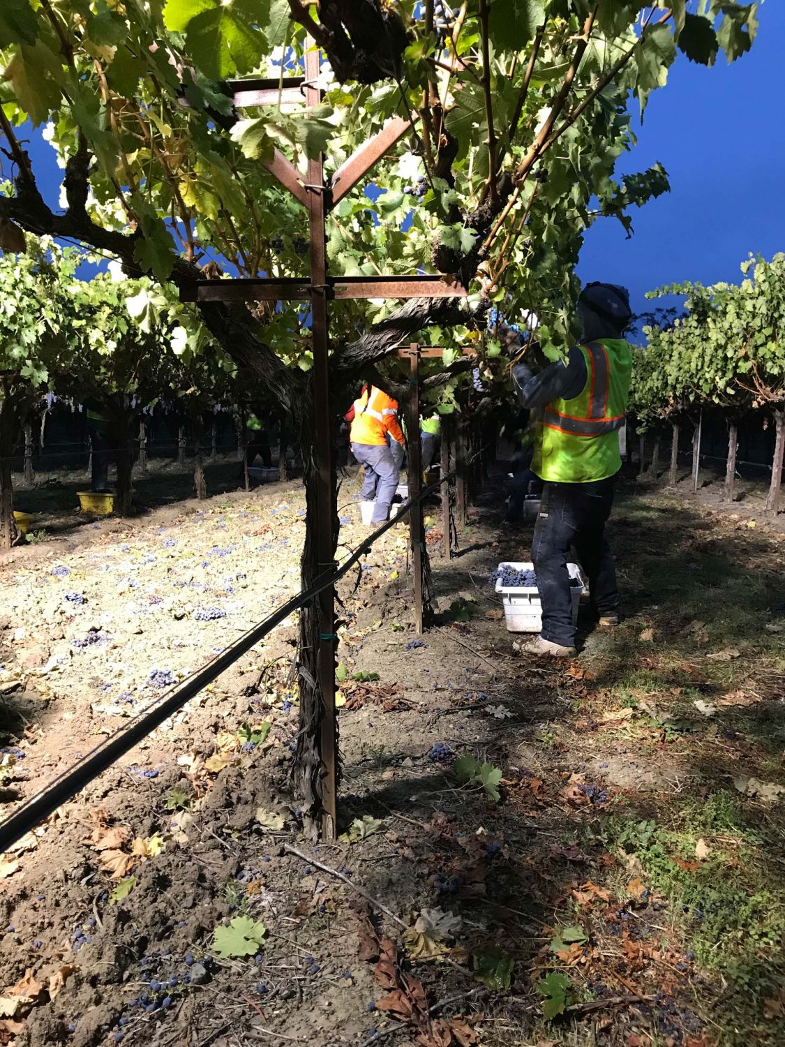 Let's Talk about Picking Grapes