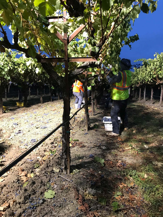 Let's Talk about Picking Grapes