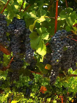 How to determine what the wine will taste while still on the vine