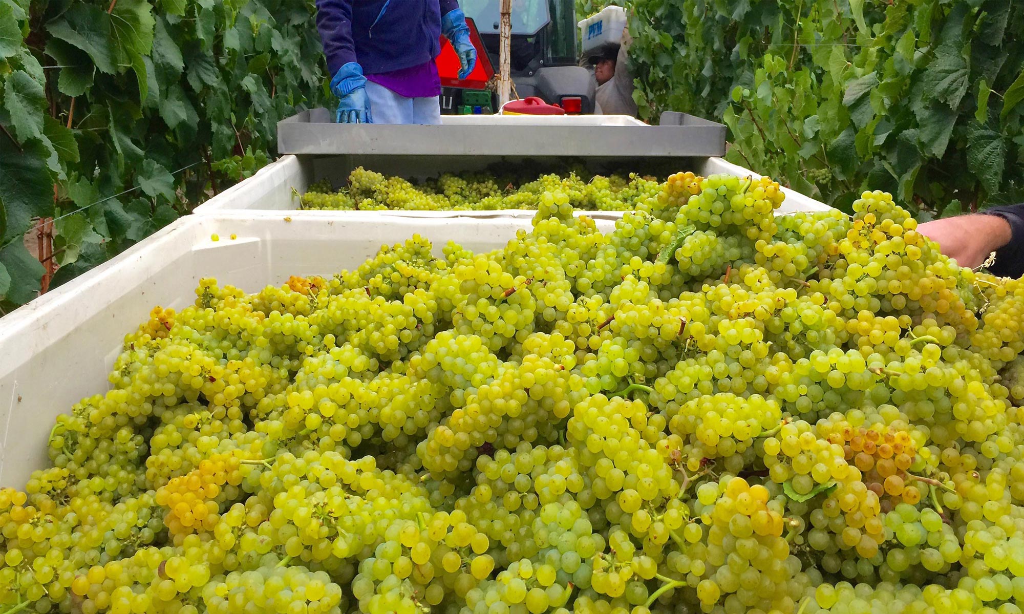 Summer to Fall in the Vineyard