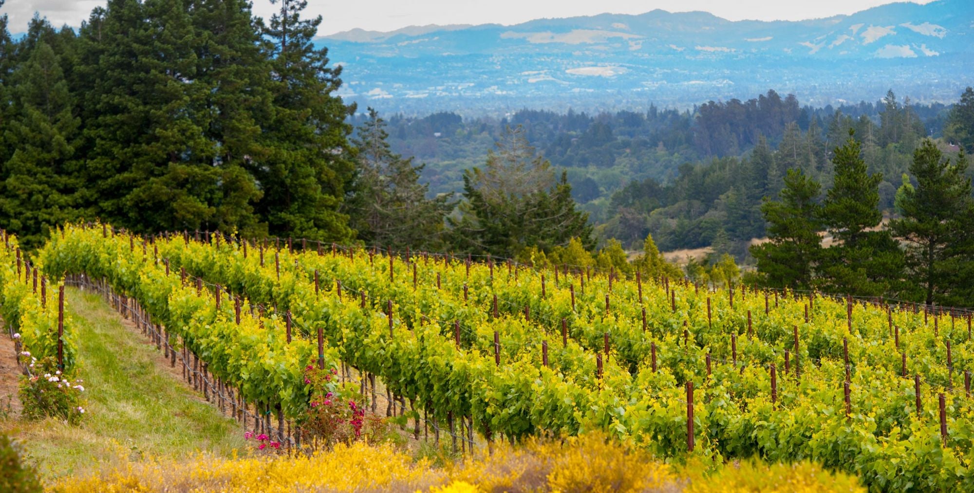 Expectations vs Anticipation