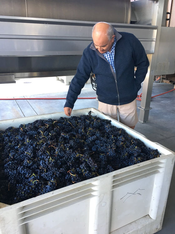 First Grapes Are In!